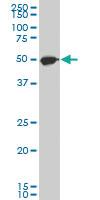 Anti-DDX39B Mouse Polyclonal Antibody