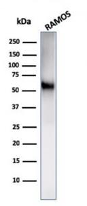 Western blot analysis of Ramos cell lysate using Anti-NULL Antibody [C86/2160R]