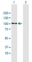 Anti-RASA1 Mouse Polyclonal Antibody