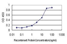 Anti-TCP1 Mouse Monoclonal Antibody [clone: 2B2-D6]