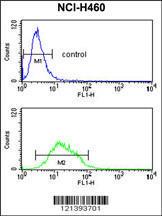 Anti-KCNJ2 Rabbit Polyclonal Antibody (HRP (Horseradish Peroxidase))