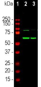 Antibody anti-tryosine hydroxylase 4H2