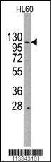 Anti-HIRA Rabbit Polyclonal Antibody