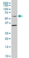 Anti-ABHD16A Mouse Polyclonal Antibody