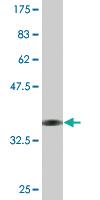 Anti-TFEC Mouse Monoclonal Antibody [clone: 4F11]