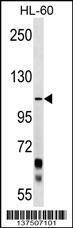 Anti-PCDHA10 Rabbit Polyclonal Antibody (APC (Allophycocyanin))