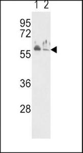 Anti-Natriuretic Peptide Receptor C Rabbit Polyclonal Antibody (Biotin)