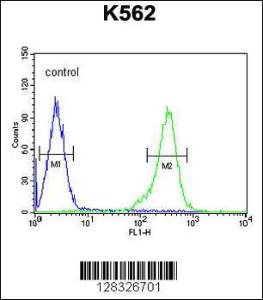 Anti-RBM43 Rabbit Polyclonal Antibody (HRP (Horseradish Peroxidase))