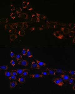 Immunofluorescence analysis of NIH-3T3 cells using Anti-Hsp47 Antibody [ARC0681] (A80870) at a dilution of 1:100 (40X lens). DAPI was used to stain the cell nuclei (blue)