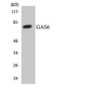 Western blot analysis of the lysates from HT 29 cells using Anti-GAS6 Antibody