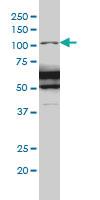 Anti-RASA1 Mouse Monoclonal Antibody [clone: 2C12]