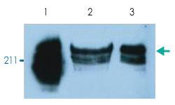 Anti-PTPRC Mouse Monoclonal Antibody (PerCP (Peridinin-Chlorophyll Protein Complex)) [clone: MEM-56]