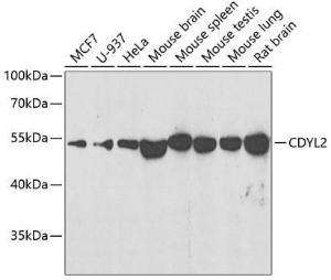 Western blot analysis of extracts of various cell lines, using Anti-CDYL2 Antibody (A10139) at 1:500 dilution