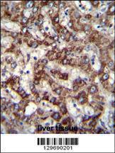 Anti-TRIM59 Rabbit Polyclonal Antibody (HRP (Horseradish Peroxidase))