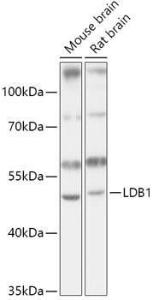 Antibody A307494-100 100 µl