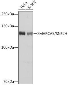 Western blot analysis of extracts of various cell lines, using Anti-SNF2H Antibody [ARC0795] (A308440) at 1:1000 dilution