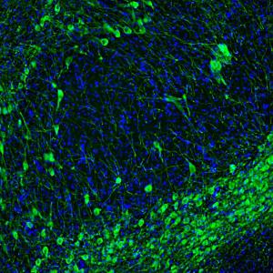 Antibody A104316-100 100 µl