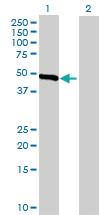 Anti-SLC25A23 Mouse Polyclonal Antibody