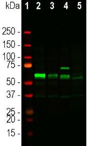 Antibody A104316-100 100 µl