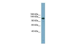 Anti-ASXL2 Rabbit Polyclonal Antibody