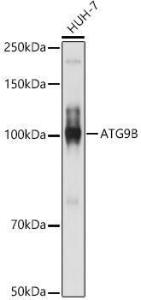 Antibody anti-ATG9B 100 µl