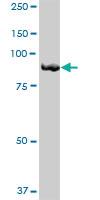 Anti-FGD3 Mouse Polyclonal Antibody