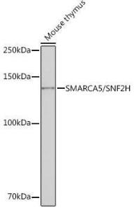 Western blot analysis of extracts of Mouse thymus, using Anti-SNF2H Antibody [ARC0795] (A308440) at 1:1000 dilution