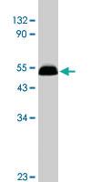 Anti-GFRA2 Rabbit Polyclonal Antibody