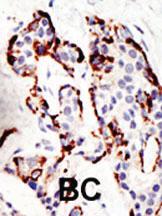 Anti-SUV39H2 Rabbit Polyclonal Antibody