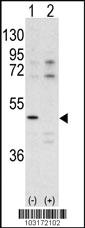 Anti-MCFD2 Mouse Monoclonal Antibody