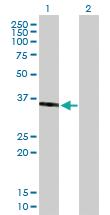 Anti-SPON2 Mouse Polyclonal Antibody