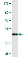 Anti-PPFIBP2 Mouse Monoclonal Antibody [clone: 1B3]