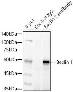 Immunoprecipitation analysis of 300µg extracts of HeLa cells using 3µg of Anti-Beclin 1 Antibody (A80890). This Western blot was performed on the immunoprecipitate using Anti-Beclin 1 Antibody (A80890) at a dilution of 1:1000.