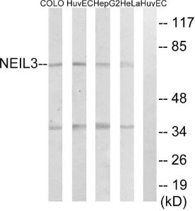 Anti-NEI3 Rabbit Polyclonal Antibody