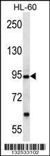 Anti-PCDHA12 Rabbit Polyclonal Antibody (AP (Alkaline Phosphatase))