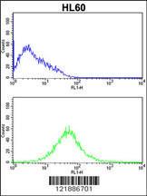 Anti-KLRC2 Rabbit Polyclonal Antibody (AP (Alkaline Phosphatase))