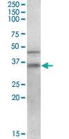 Anti-GULP1 Goat Polyclonal Antibody