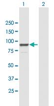 Anti-FGD3 Mouse Polyclonal Antibody