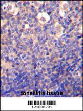 Anti-KLRC2 Rabbit Polyclonal Antibody (AP (Alkaline Phosphatase))