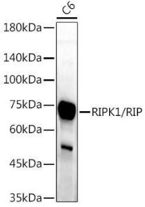 Western blot analysis of extracts of C6 cells, using Anti-RIP Antibody (A10146) at 1:1,000 dilution