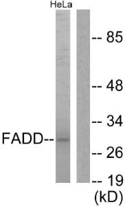 Antibody anti-FADD A99898-100 100 µg