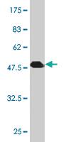 Anti-RRAS2 Mouse Monoclonal Antibody [clone: 2D3-4B8]