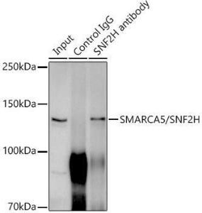 Immunoprecipitation analysis of 300 µg extracts of HeLa cells using 3 µg of Anti-SNF2H Antibody [ARC0795] (A308440). This Western blot was performed on the immunoprecipitate using Anti-SNF2H Antibody [ARC0795] (A308440) at a dilution of 1:1000