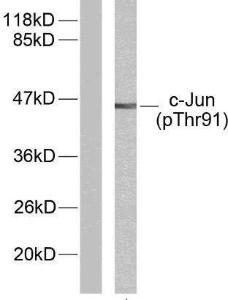 Anti-c-Jun Rabbit Polyclonal Antibody