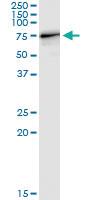 Anti-STAU1 Polyclonal Antibody Pair