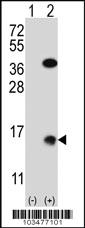 Anti-Xenopus SUMO2 Rabbit Polyclonal Antibody