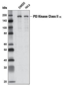 Anti-PI3 Kinase Class II Alpha Rabbit Monoclonal Antibody [clone: 13G61]