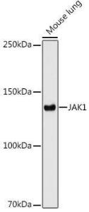 Western blot analysis of extracts of Mouse lung cells, using Anti-JAK1 Antibody [ARC0434] (A80915) at 1:1,000 dilution