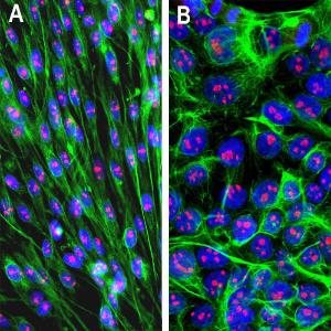 Immunofluorescent analysis of (A) C6 rat glioma cells and (B) HEK293 human embryonic kidney cells stained with Anti-Fibrillarin Antibody (1:1,000/red)