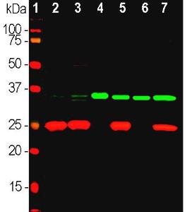 Western blot analysis of different tissue and cell line lysates using Anti-Fibrillarin Antibody (1:2,000/green)